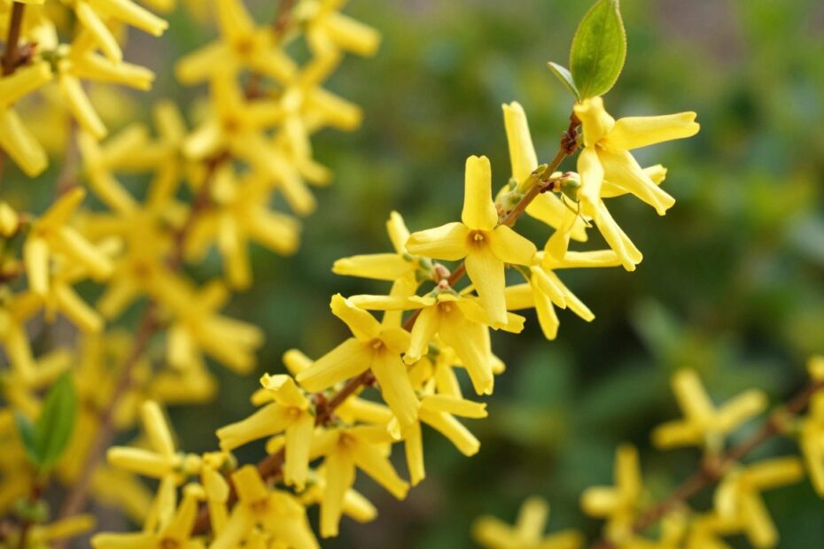 Czy forsycja jest jadalna